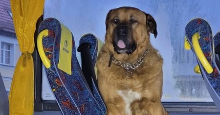Zdjęcie z autobusu obiegło sieć. Musiała interweniować policja
