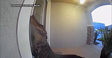 "Puk, puk". Aligator odwiedził domowników