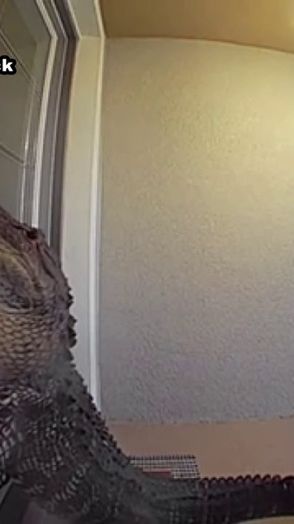 "Puk, puk". Aligator odwiedził domowników