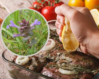 Bluszczyk kurdybanek: Wspiera trawienie i oczyszcza organizm