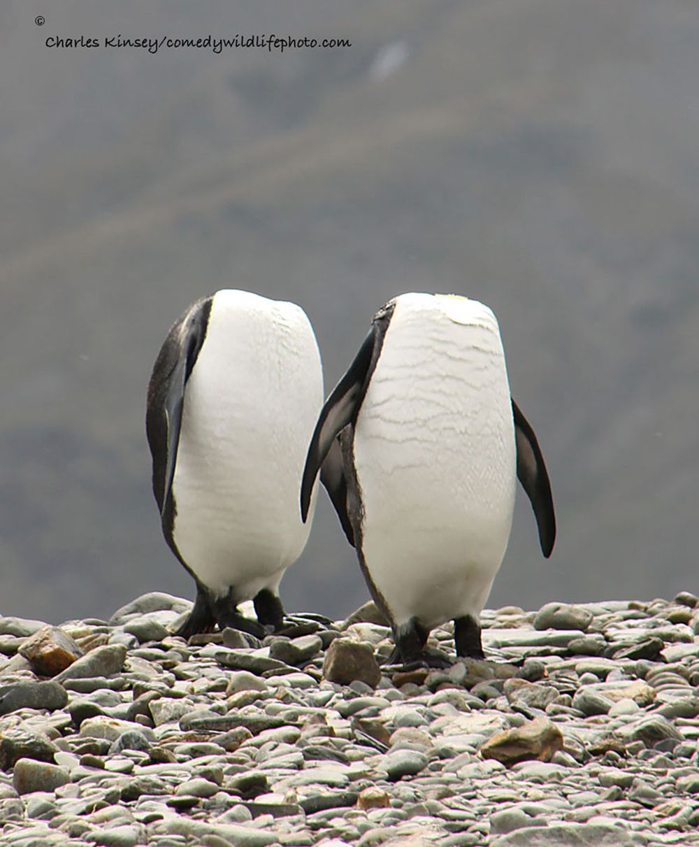 Najzabawniejsze zwierzaki konkursu Comedy Wildlife Photography Awards 2016 14