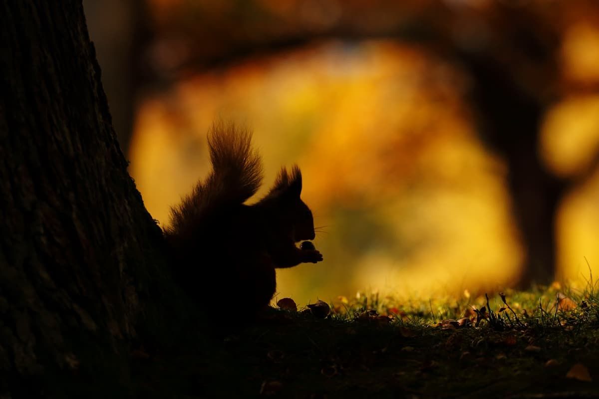 Nietoperz podczas polowania - zwycięskie zdjęcie British Wildlife Photography Awards 2018 13