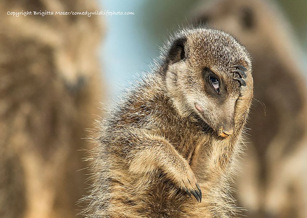Najzabawniejsze zwierzaki konkursu Comedy Wildlife Photography Awards 2016 18