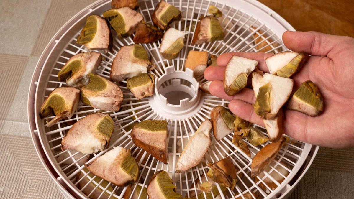 Grzyby to nie tylko smak, ale też wsparcie dla odporności