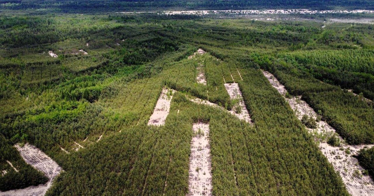 Bukowno: Lasy w znaki! Strzała Północy i kwadrat w kwadracie