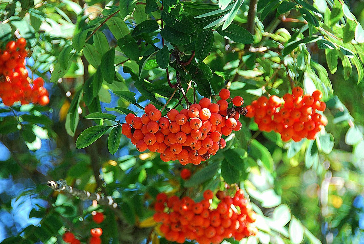 You can already see rowan trees on the trees.