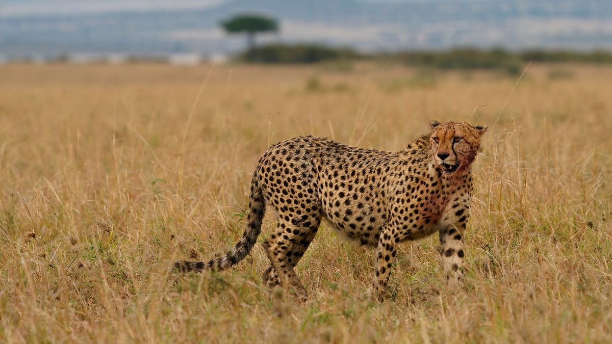 Krzyżówka o zwierzętach