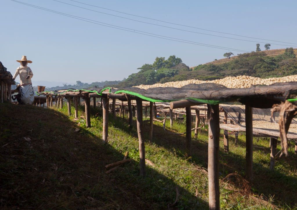 Zmiany klimatyczne mogą przyczynić się za załamania się rynku kawy w Etiopii