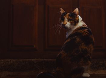 Kot pojawiał się przy łóżku pacjenta. Za każdym razem chory umierał