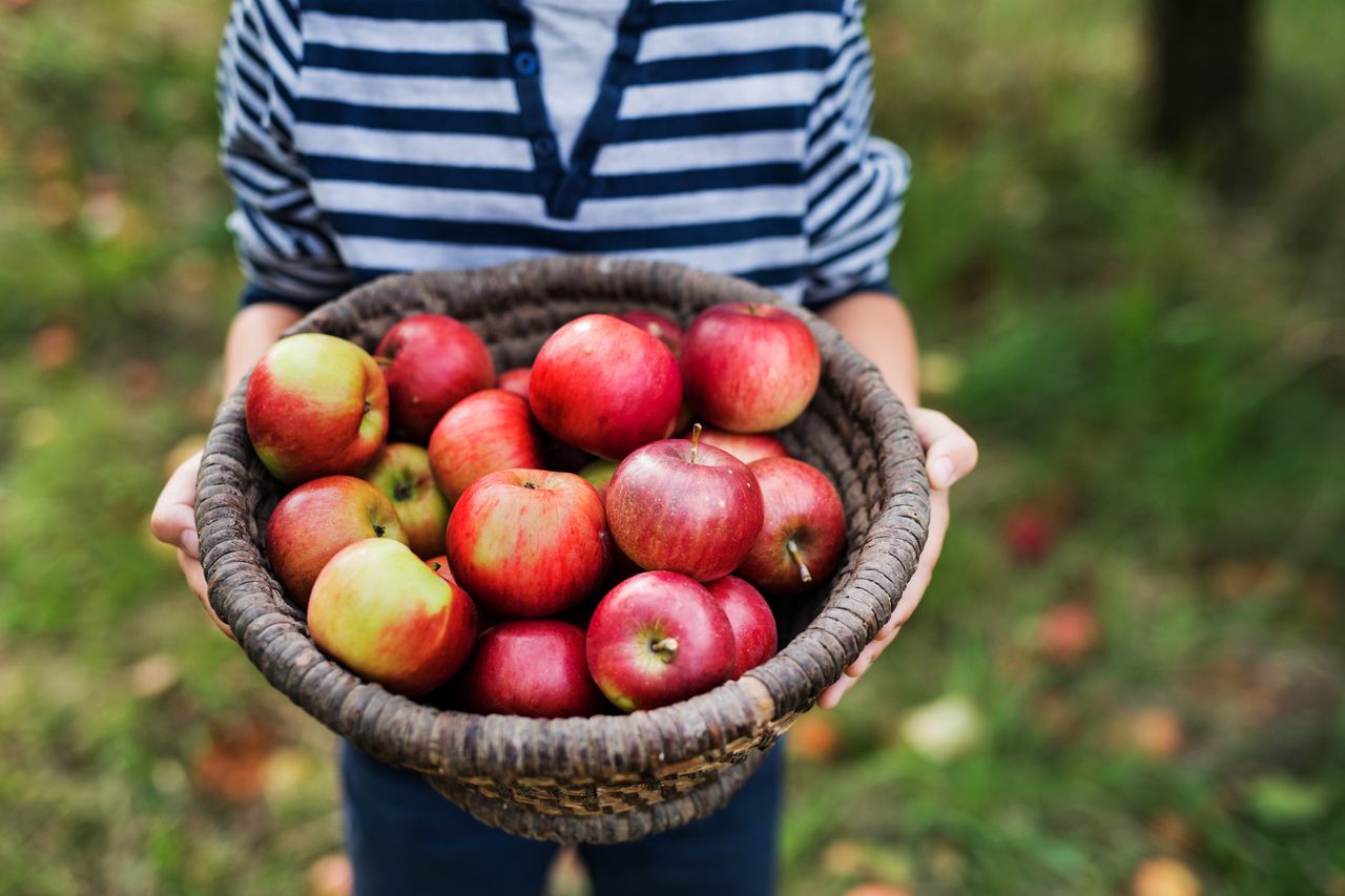 Apples are the most popular fruits.