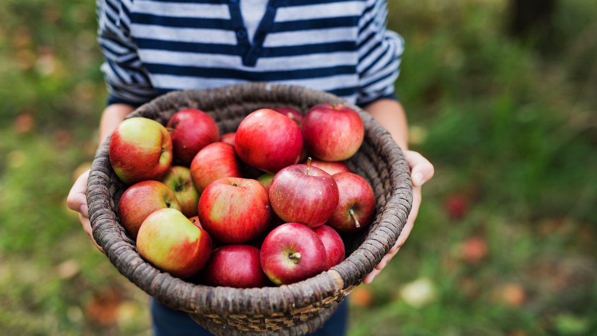Jabłka to najpopularniejsze owoce. 