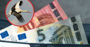 Bocian biały na banknotach euro? Jest taka propozycja