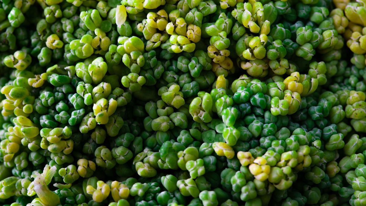 Oto jak włączyć brokuły do codziennej diety, by poprawić zdrowie