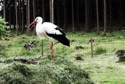 Święto bocianów w warszawskim ZOO!