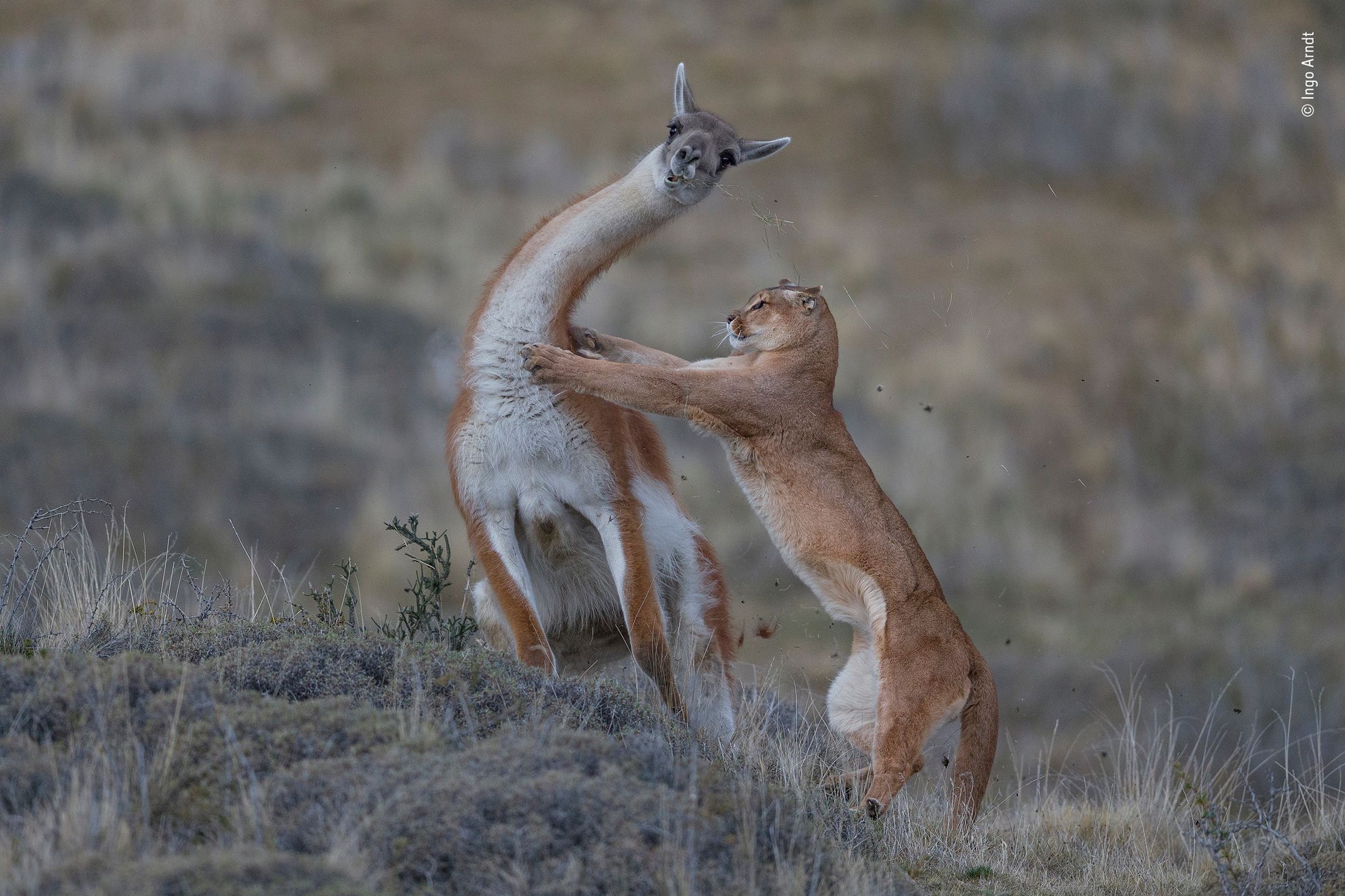 Najlepsze zdjęcia dzikiej przyrody - znamy zwycięzców Wildlife Photographer of the Year 2019 6
