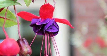 Fuchsia OS wciąż żyje – nowy system Google dostanie pierwszą użyteczną aplikację