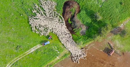 Ten widok hipnotyzuje. Fotograf przez 7 miesięcy nagrywał stado owiec z powietrza