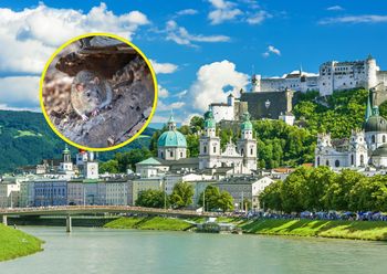 Plaga w austriackim mieście. Spór o szczury i gołębie trwa