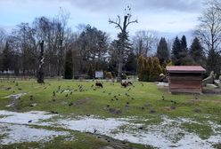 Pogoda. Najpierw wielki podmuch ciepła, później arktyczny chłód