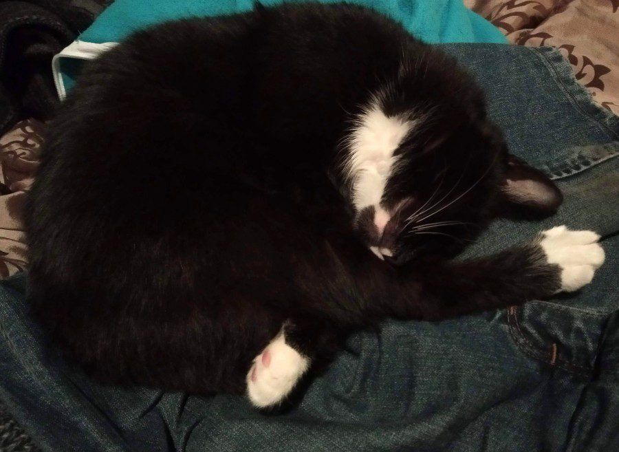 Dlaczego koty tak dużo śpią? Może warto wziąć z nich przykład?