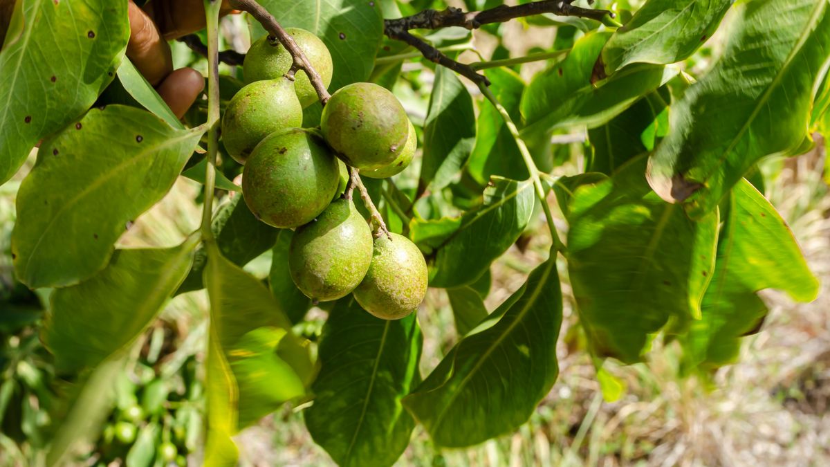 Mamoncillo