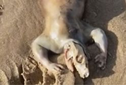 To nie "obcy". Zagadka z dziwnym stworzeniem na plaży rozwiązana