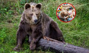 Niedźwiedzie w pobliżu przedszkola. Gmina ostrzega