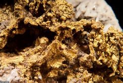 Gigantyczne złoża złota w Czechach. "Bryłki wielkości piłki"