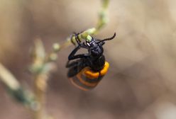 Naukowcy pracują nad małymi kamerkami, które będzie można zamontować na pancerzach owadów