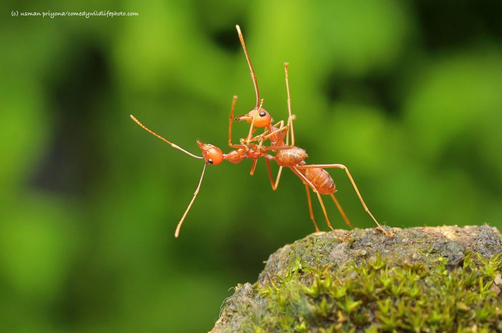 Najzabawniejsze zwierzaki konkursu Comedy Wildlife Photography Awards 2016 6