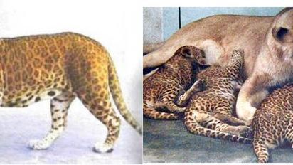 15 zadziwiających zwierzęcych hybryd 1