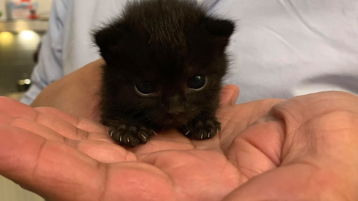 "Mordercze kiciusie", czyli tajemnicza społeczność pełna przeuroczych zdjęć 1