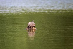 W Wigierskim Parku Narodowym grasuje drapieżny żółw z Kalifornii