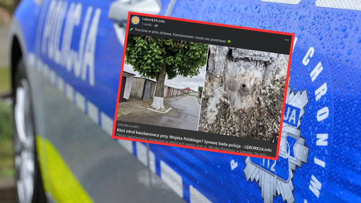 Lębork. Nieznany sprawca otruł drzewo