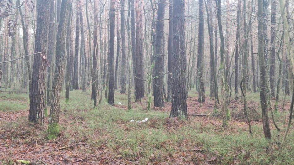 Zaśmiecony las w Grotnikach.