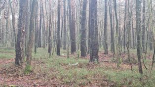 Łódzkie: Program "wŚrodek". Zaśmiecony las, za który nikt nie odpowie