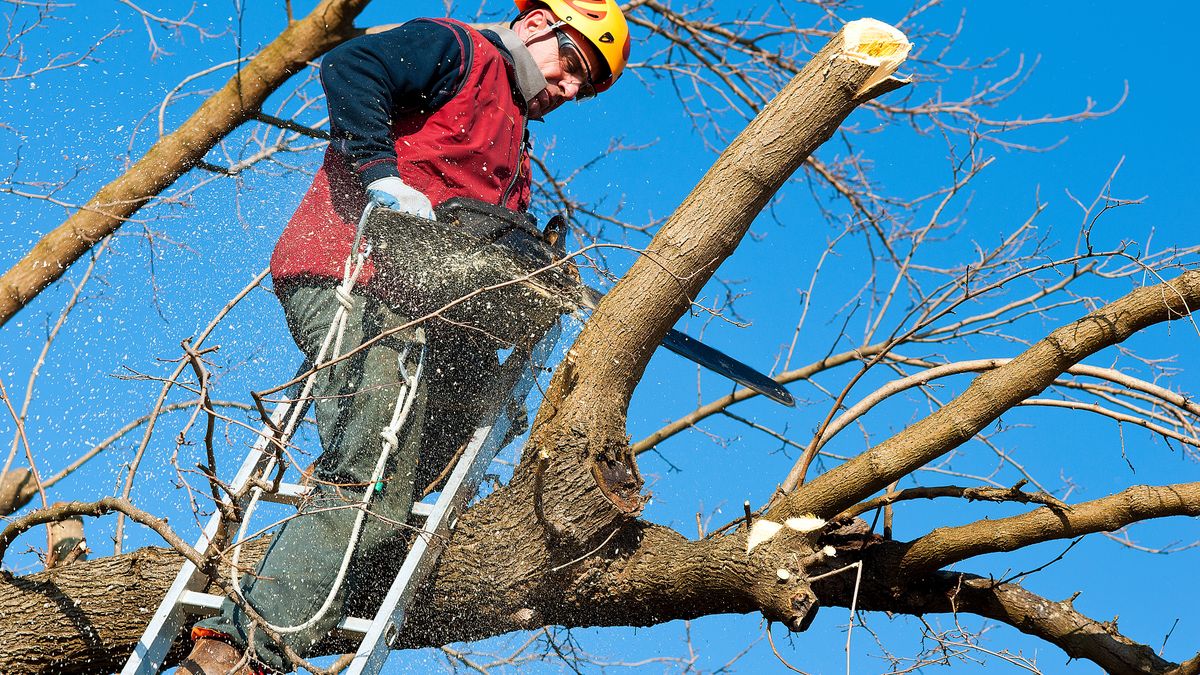 Gałęzie od sąsiada "wchodzą" na działkę? Przepisy mówią jasno