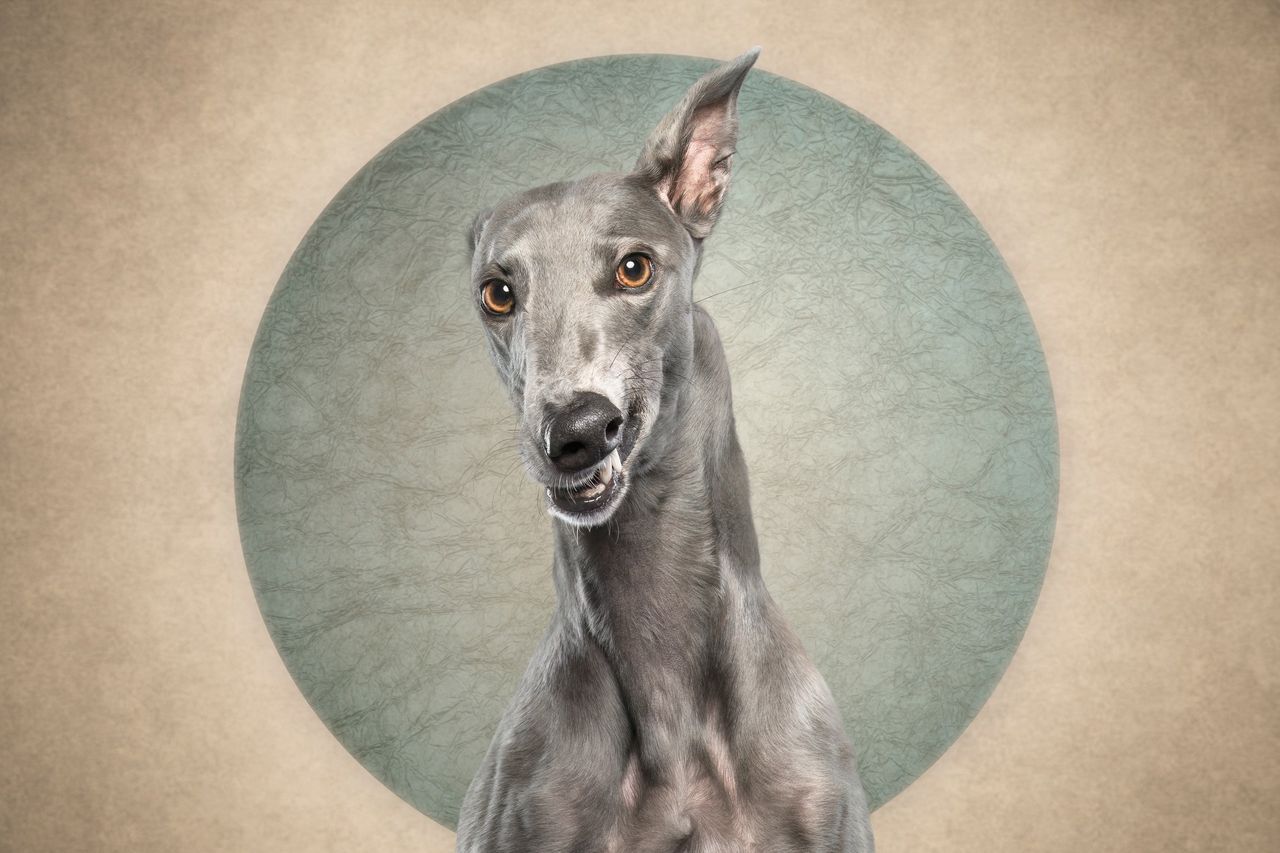 "Kto puścił bąka?" Zabawna seria psich portretów poprawi ci dzień