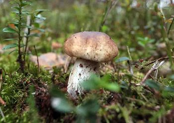 Lubuska policja w sezonie prowadzi około 50 poszukiwań grzybiarzy rocznie