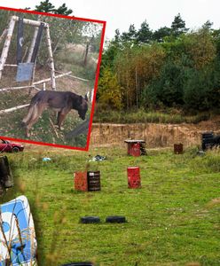 Trzy lata temu zaatakowało sześć psów. "Ja i córka byśmy nie żyły"