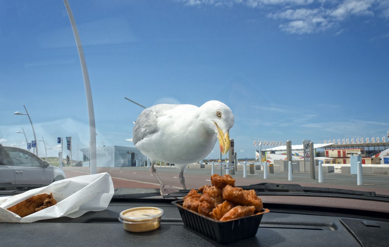 A seagull snatches food from people's hands.