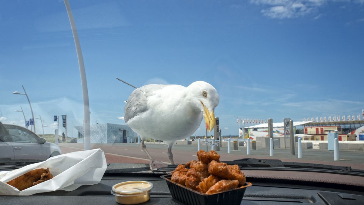 Mewa wyrywa ludziom jedzenie z rąk.