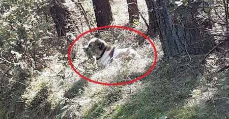 Wyrzucił go i odjechał z piskiem opon. A wierny pies czeka. "Jak tak można?!"