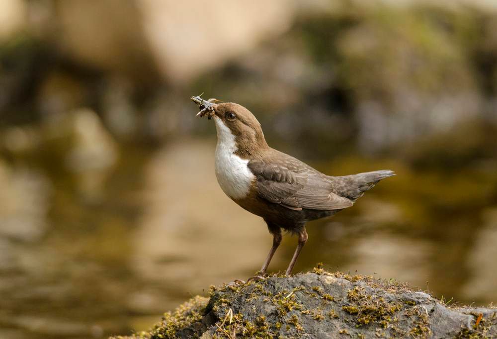 Oto najlepsze zdjęcia przyrody w konkursie British Wildlife Photography Awards 2014 5