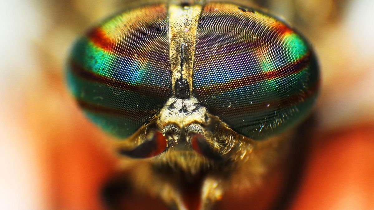 Ugryzienie końskiej muchy jest bardzo bolesne