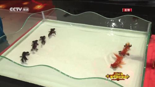 W jaki sposób ten chiński magik steruje rybkami? [wideo] 1