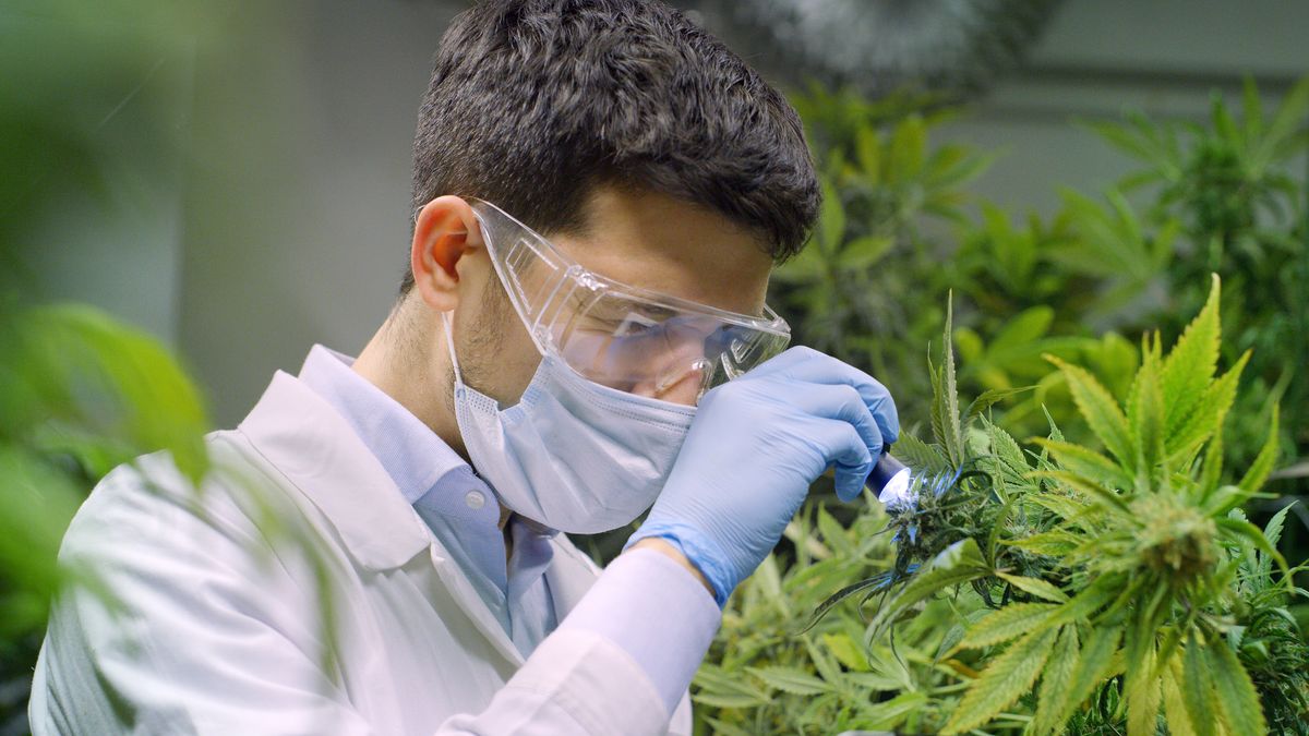 Vabun idzie w konopie.