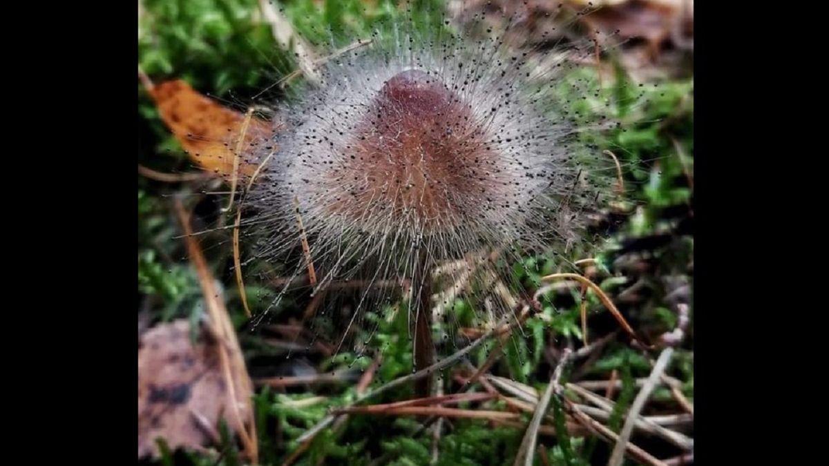 To naprawdę urosło w lesie. Internautka: "Dziwaczek" 