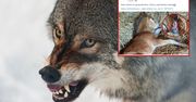 Atak wilków w Marchocicach. Eksperci nie mają dobrych wieści
