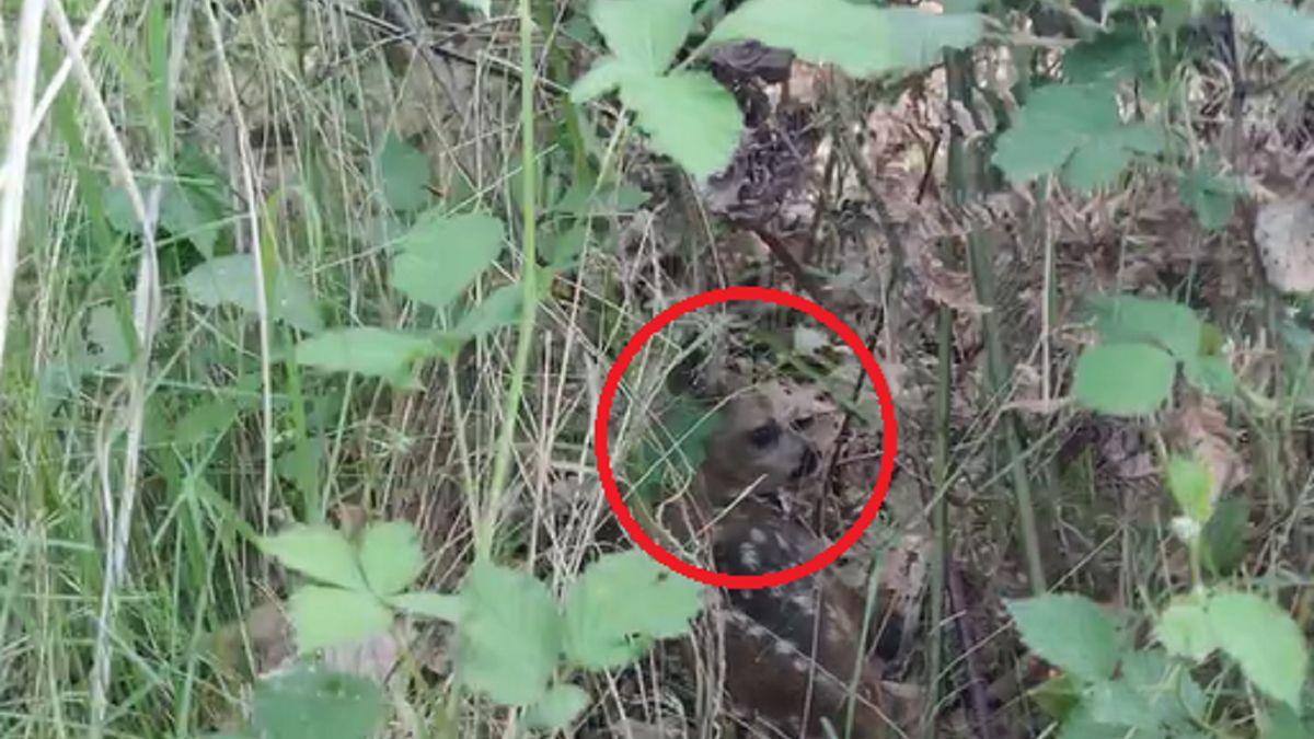 Pokazali gniazda bielików. Oto co kryło się w zaroślach